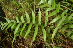 Diplazium esculentum