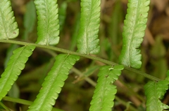 Diplazium esculentum