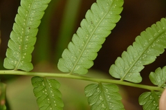 Diplazium esculentum