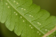 Diplazium esculentum