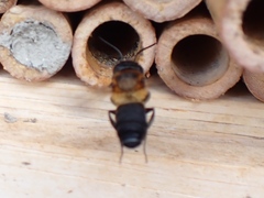 Megachile sculpturalis