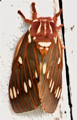 Citheronia azteca