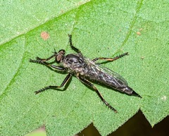 Machimus notatus