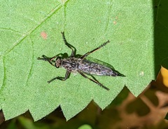 Machimus notatus
