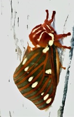 Citheronia azteca