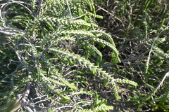 Passerina ericoides