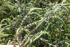 Passerina ericoides