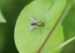 Condylostylus flavipes