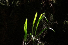 Haplopteris flexuosa