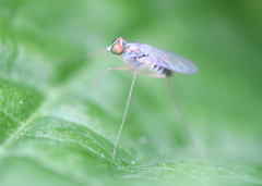 Dactylomyia lateralis