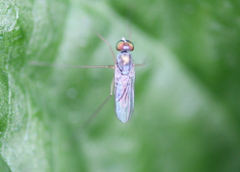 Dactylomyia lateralis