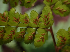 Athyrium delavayi