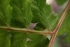 Athyrium delavayi