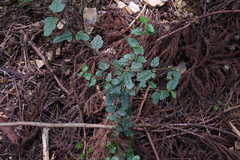 Viburnum parvifolium