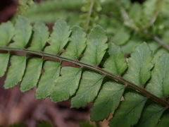 Athyrium delavayi