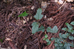 Viburnum parvifolium