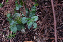 Viburnum parvifolium