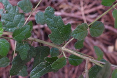 Viburnum parvifolium