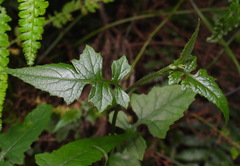 Senecio scandens incisus