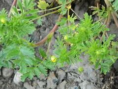Potentilla paradoxa