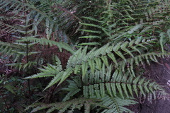 Pteris setulosocostulata