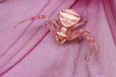 Thomisus citrinellus