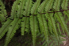 Pteris setulosocostulata