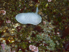 Acanthodoris hudsoni