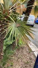Chamaerops humilis