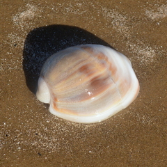 Olivancillaria