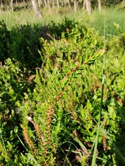 Calluna vulgaris
