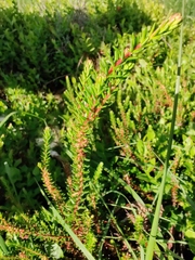 Calluna vulgaris