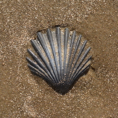 Aequipecten tehuelchus
