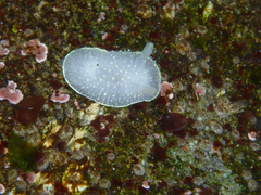 Acanthodoris hudsoni