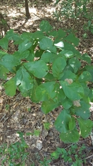 Quercus arkansana