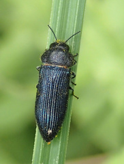 Acmaeodera quadrifasciata prunneri