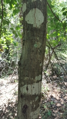Quercus arkansana
