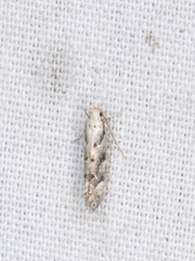 Coleotechnites coniferella