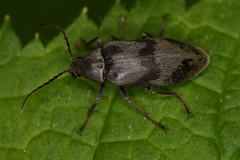 Araeopidius monachus