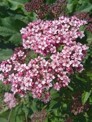 Spiraea formosana