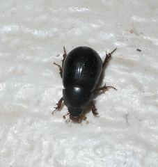 Hybosorus