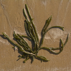 Codium decorticatum