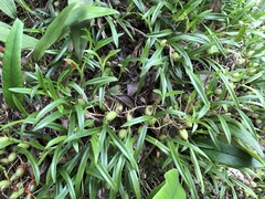 Pholidota cantonensis