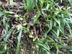 Pholidota cantonensis