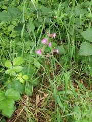 Silene dioica