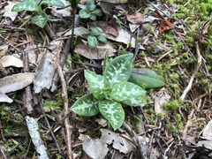 Goodyera daibuzanensis