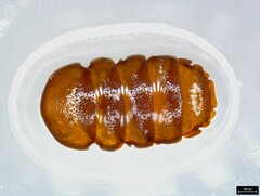 Pauropoda