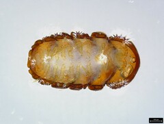 Pauropoda