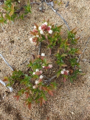 Vaccinium boreale