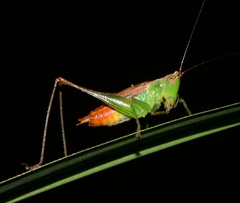 Conocephalus saltator